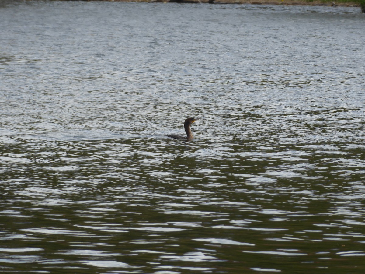 Cormoran à aigrettes - ML232432621