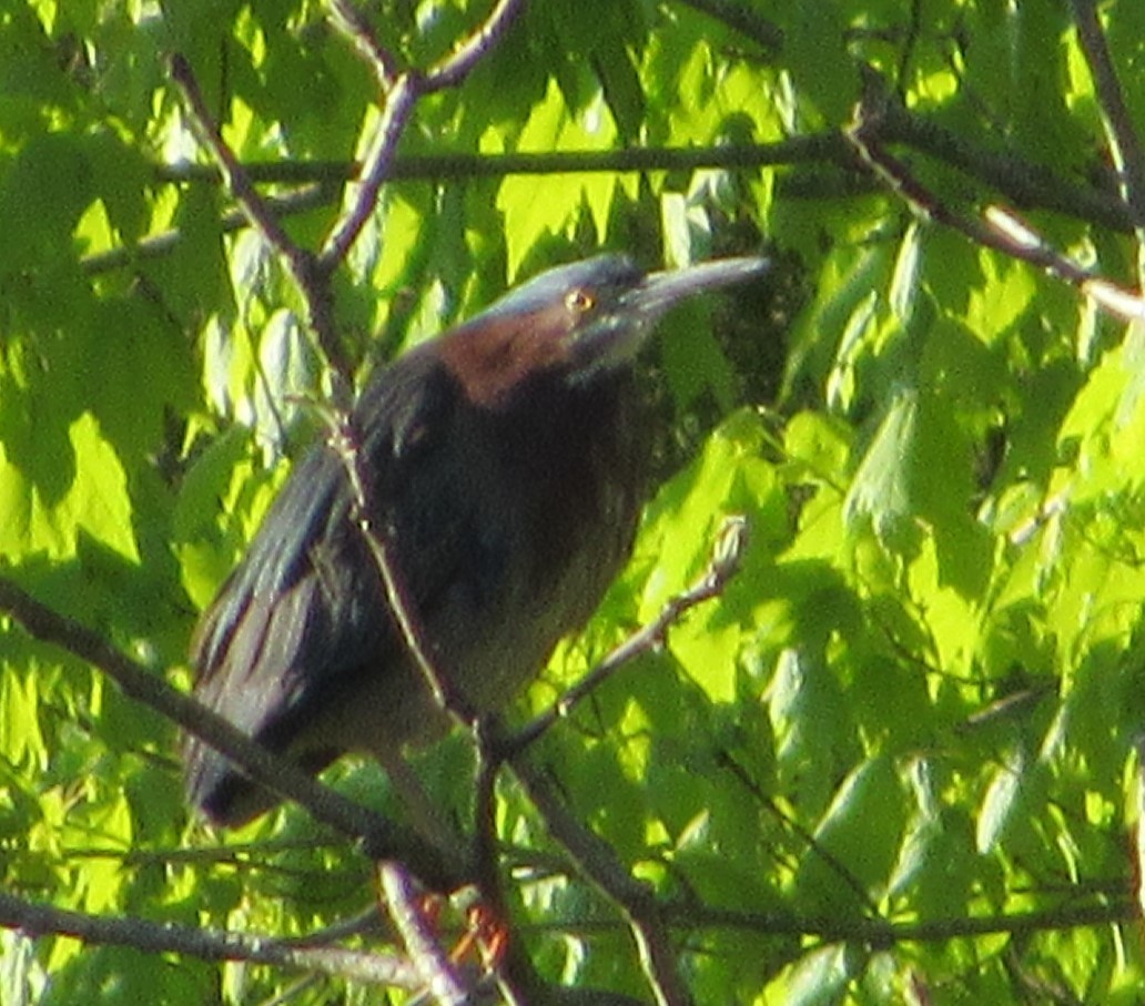 Green Heron - ML232433171