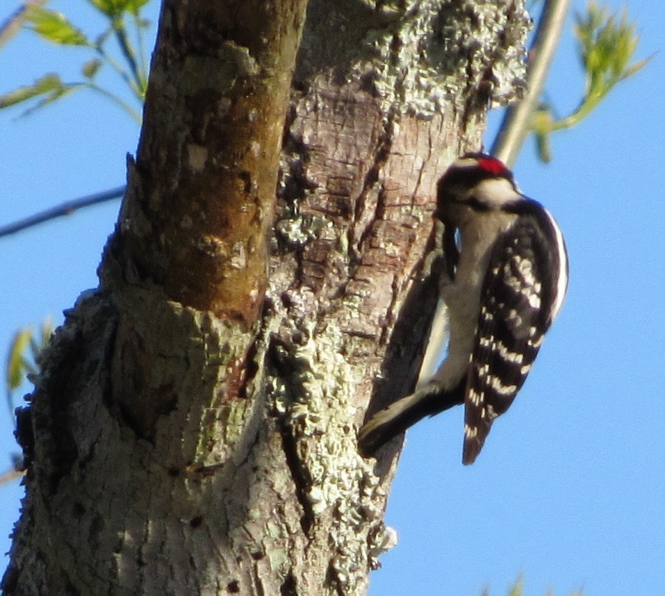 Hairy Woodpecker - ML232433361