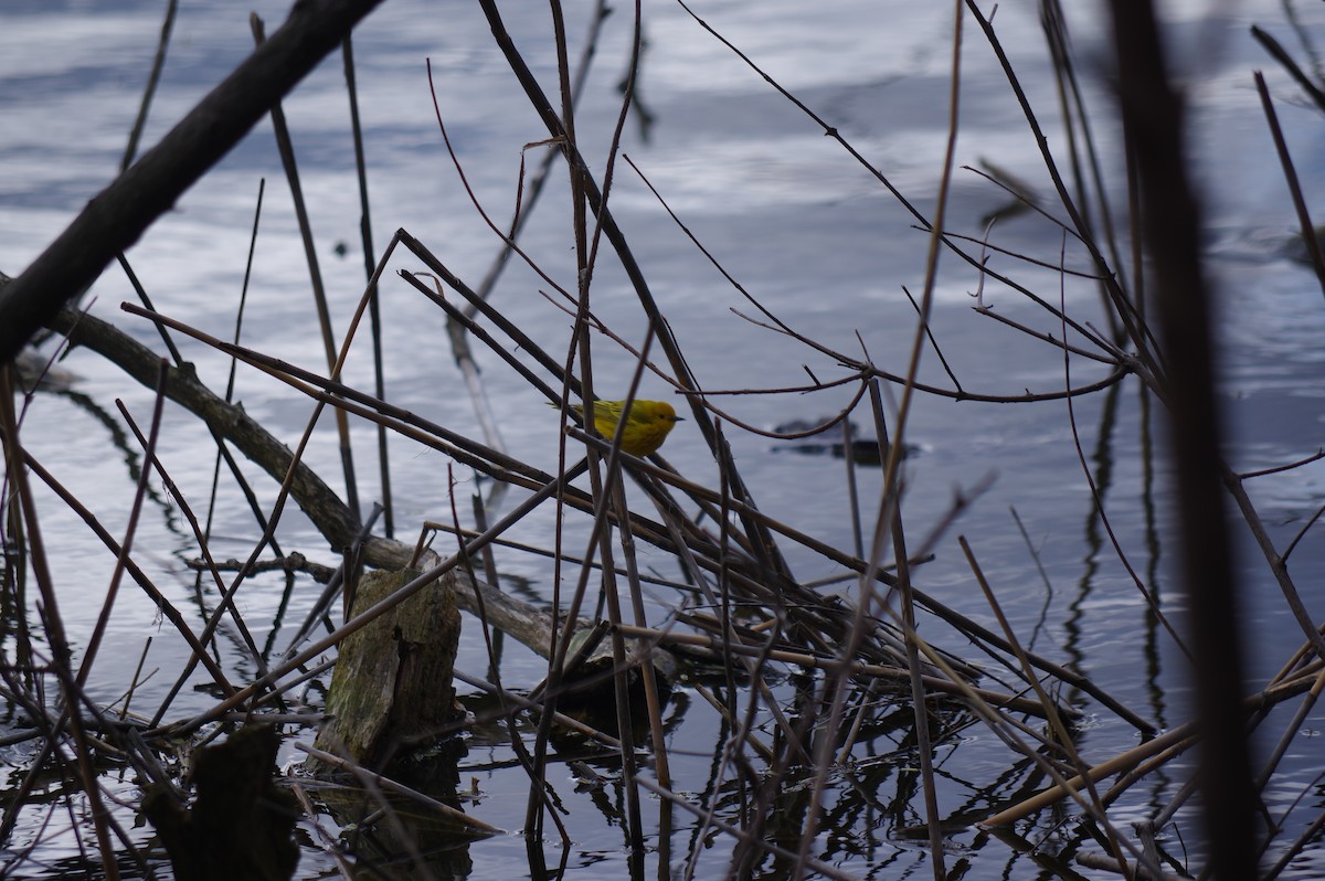 Yellow Warbler - ML232433681