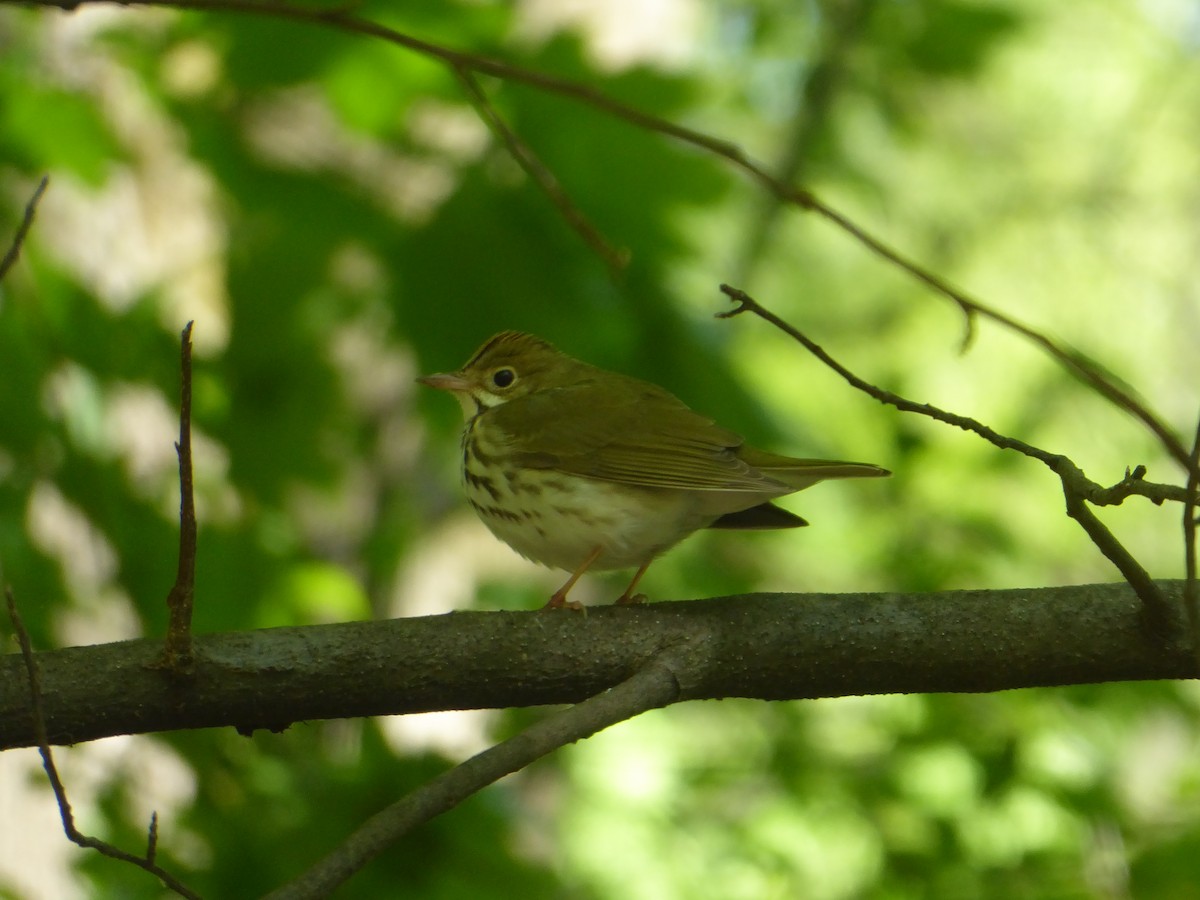 Ovenbird - ML232434531