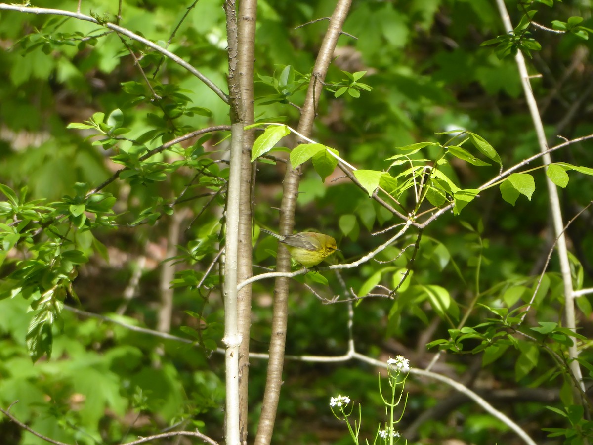 Prairie Warbler - ML232435551