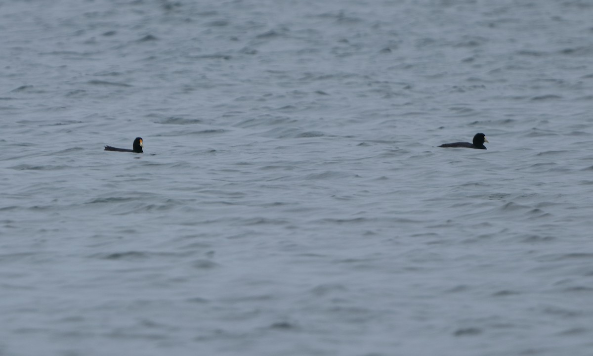 White-winged Coot - ML232436031