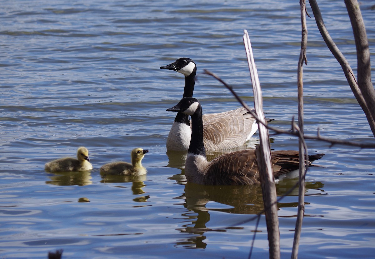 Canada Goose - ML232437361