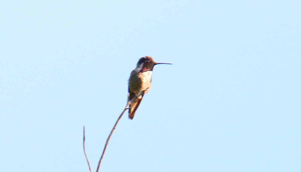 Costa's Hummingbird - Dominic Sherony