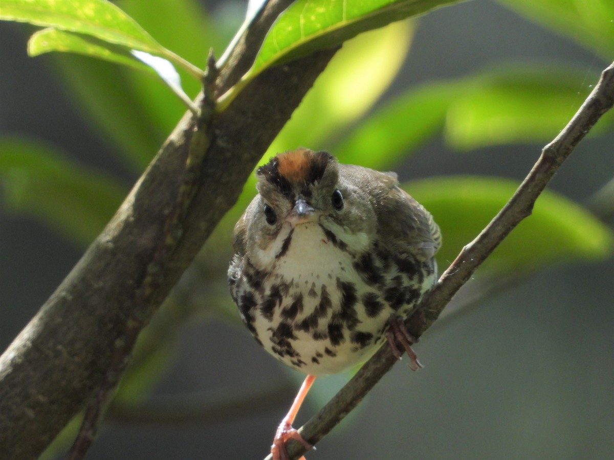 Ovenbird - ML232437641