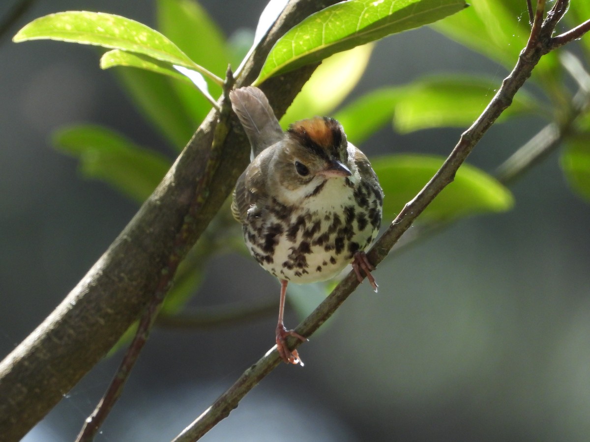 Ovenbird - ML232437671