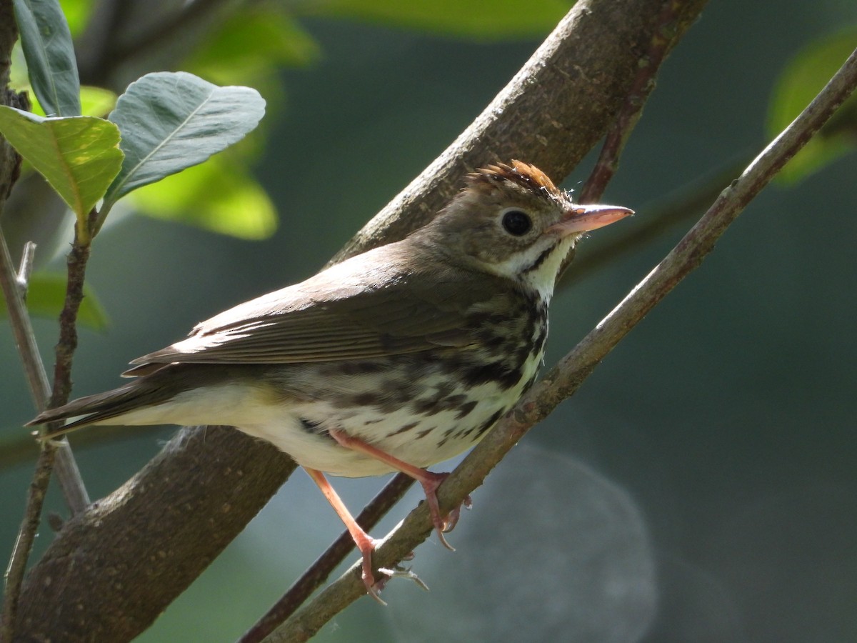 Ovenbird - Brett Moyer