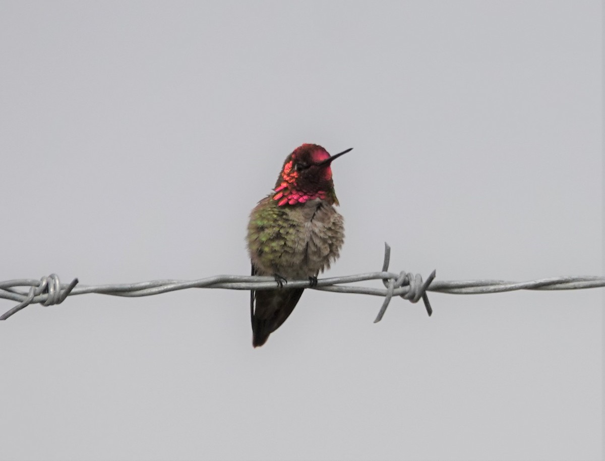 Colibrí de Anna - ML232438241