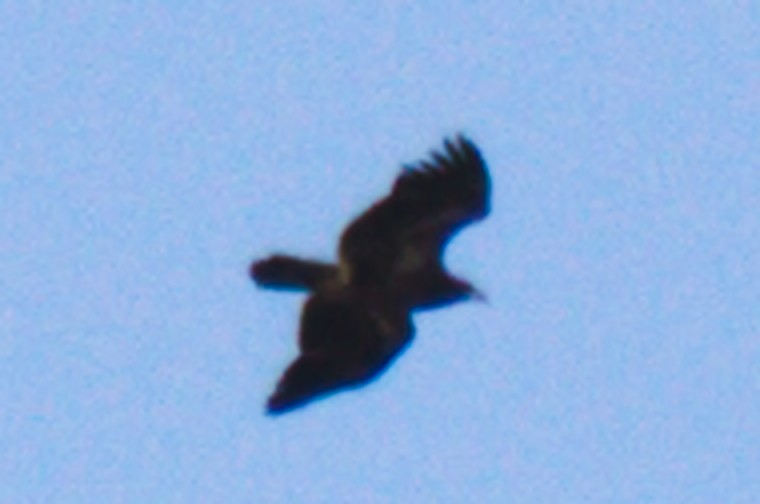 Bald Eagle - ML232438521