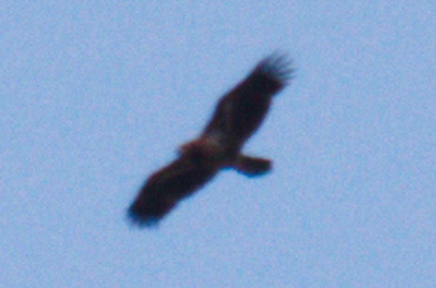 Bald Eagle - ML232438531