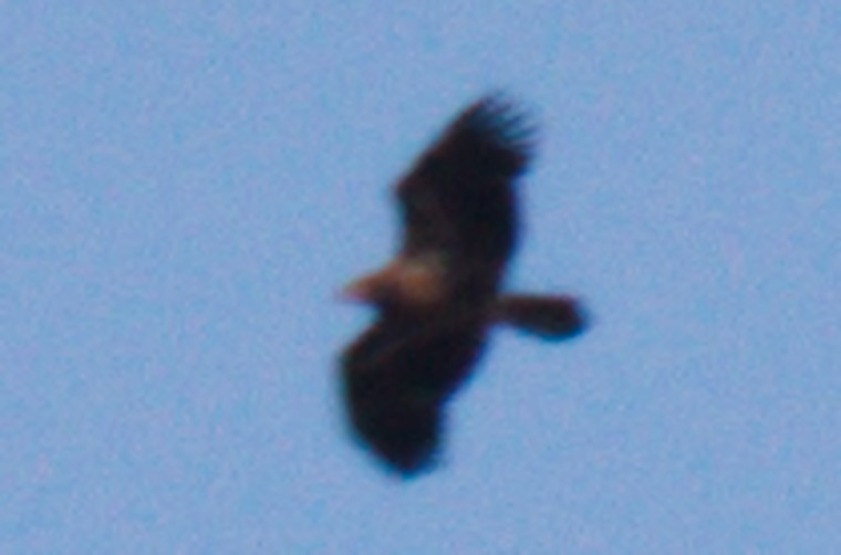 Bald Eagle - ML232438541