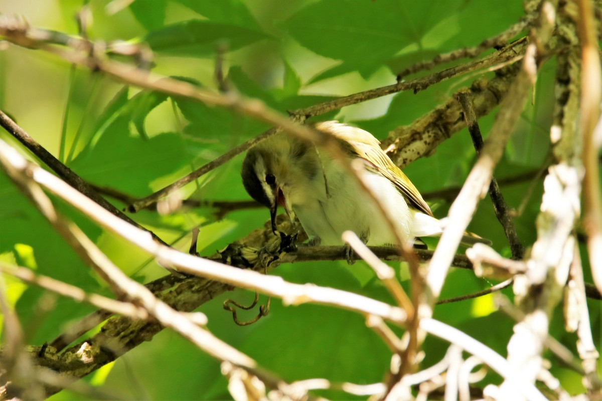 Red-eyed Vireo - ML232439061