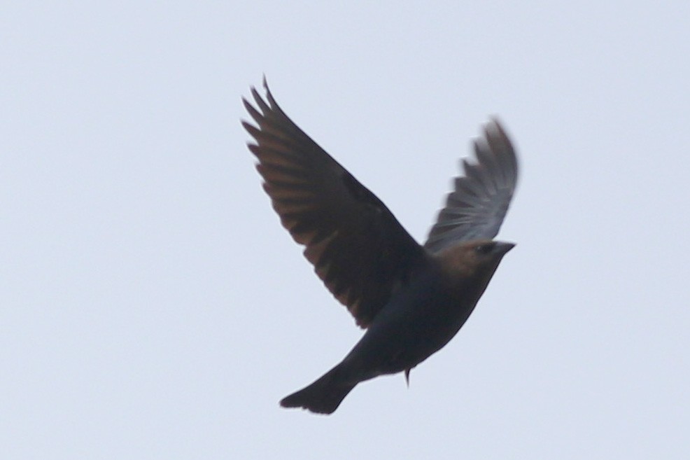 Brown-headed Cowbird - ML232439111