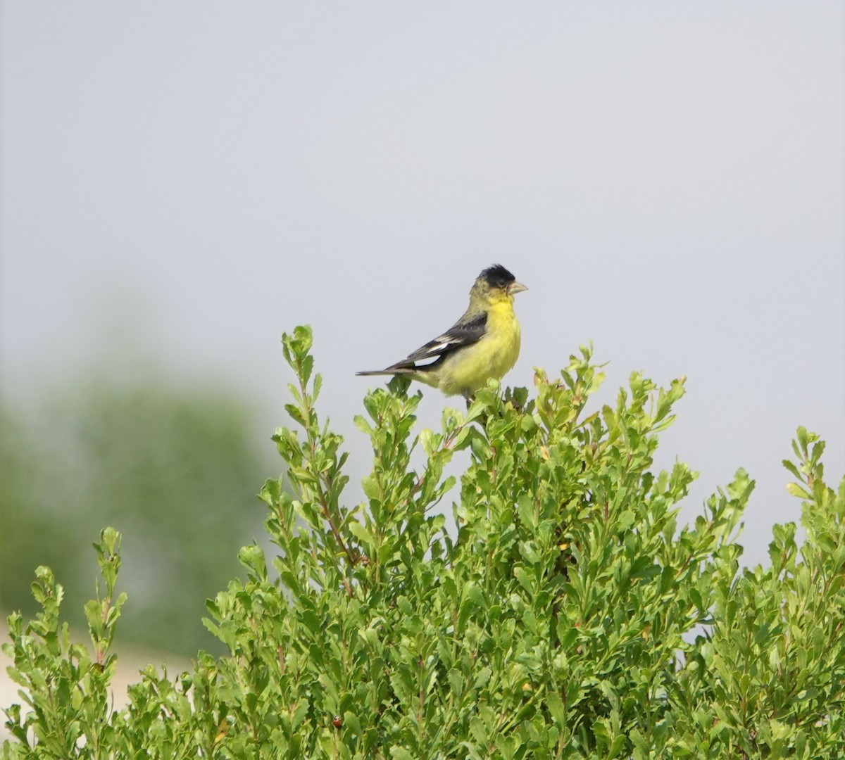 Lesser Goldfinch - ML232439421