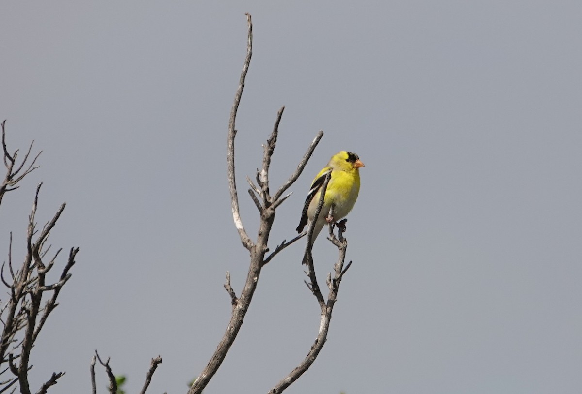 Chardonneret jaune - ML232439651