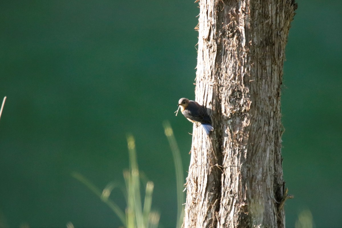 Eastern Bluebird - ML232439931