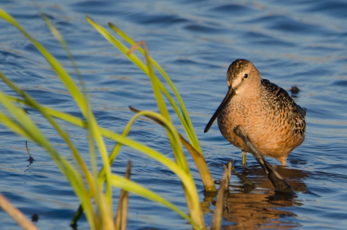 Long-billed Dowitcher - Jonas Grundman