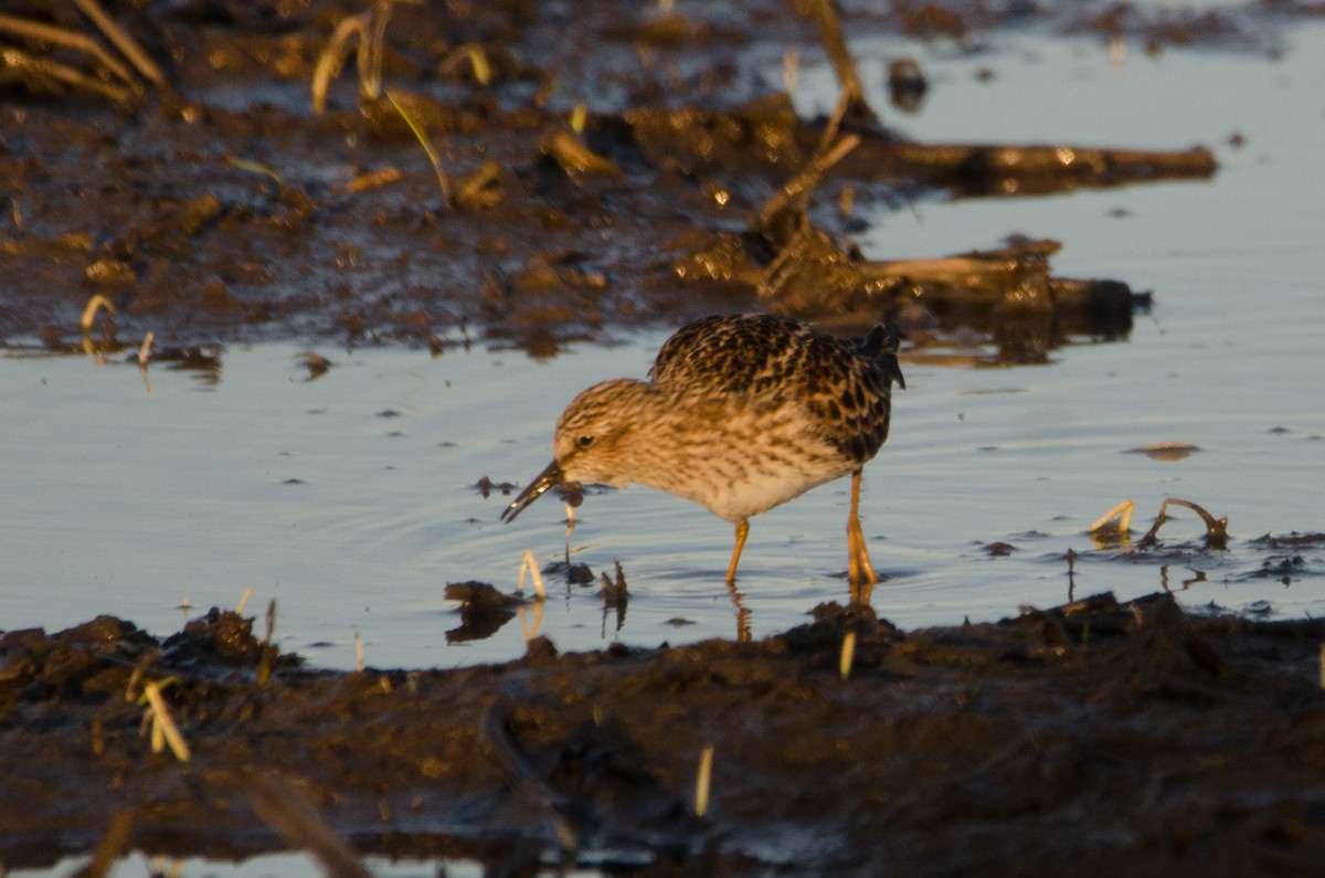 Least Sandpiper - ML232440261