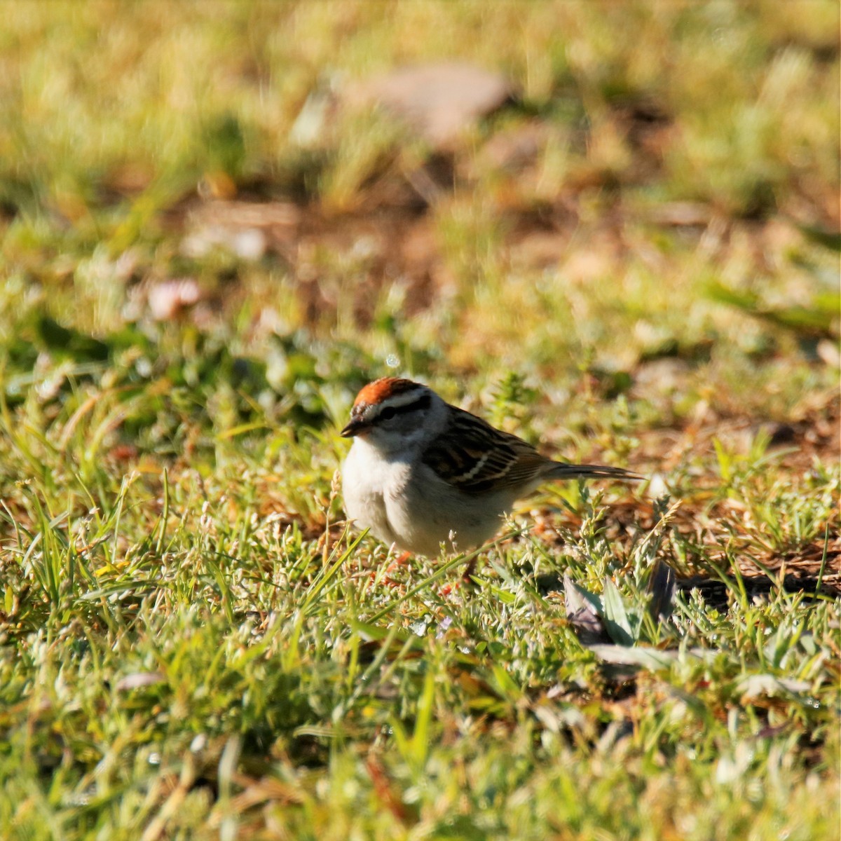 Chipping Sparrow - ML232440321