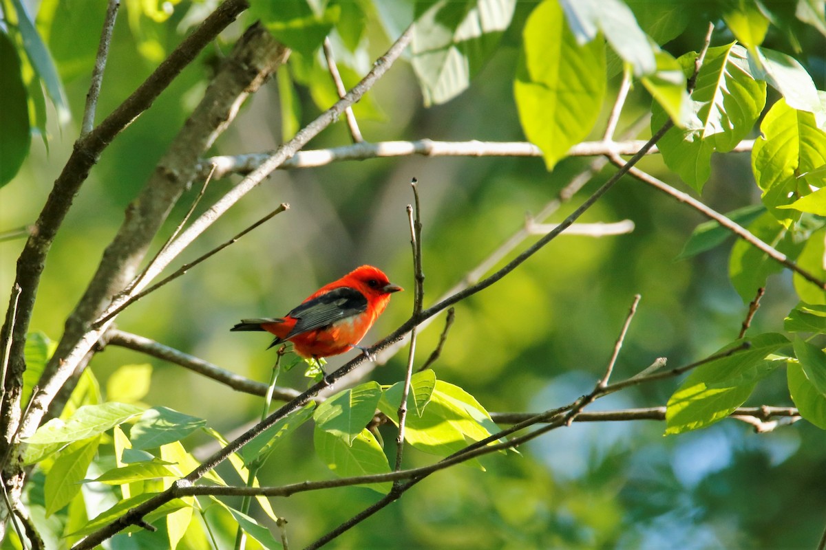 Scarlet Tanager - ML232440411