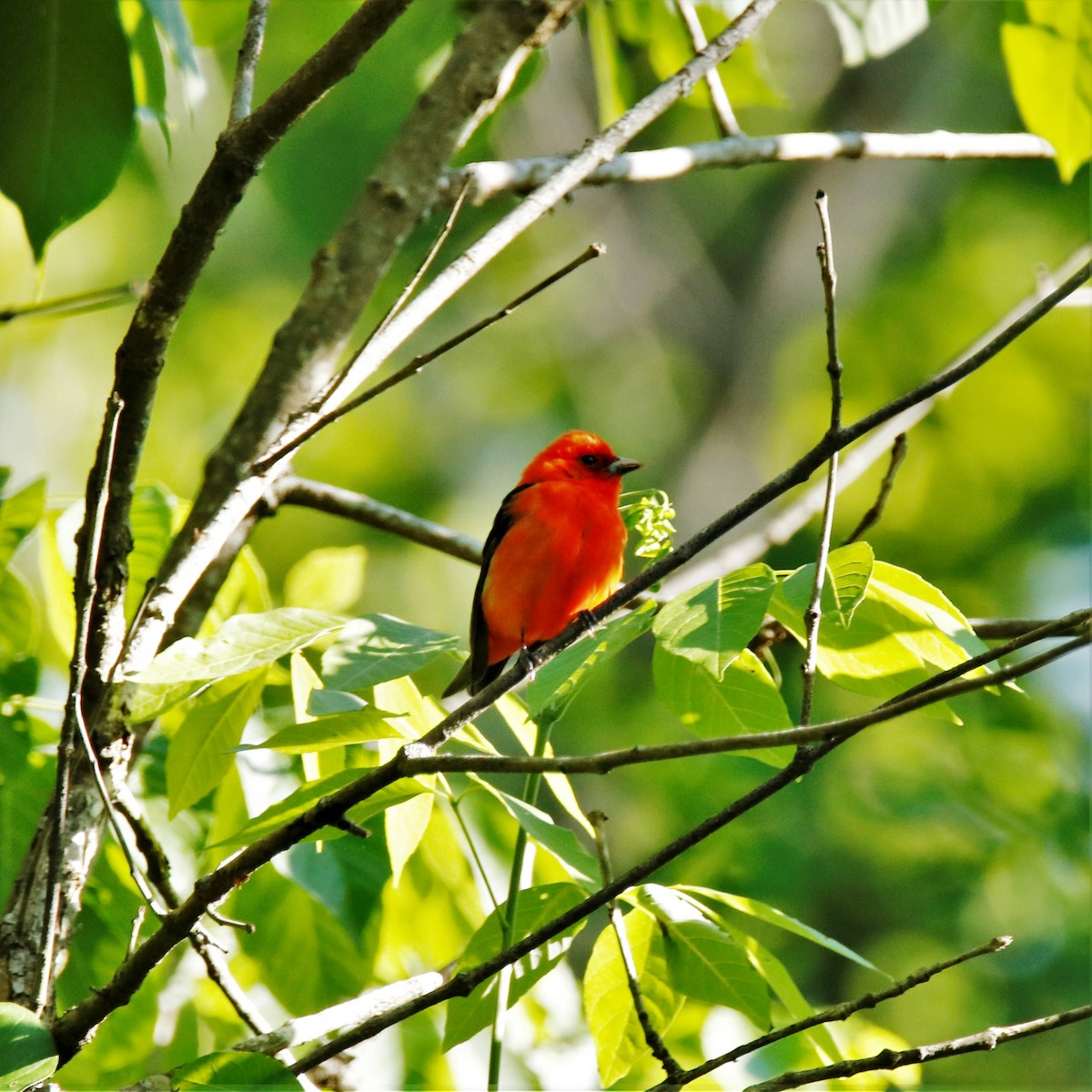 Scarlet Tanager - ML232440421