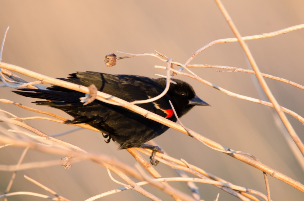 Red-winged Blackbird - Jonas Grundman