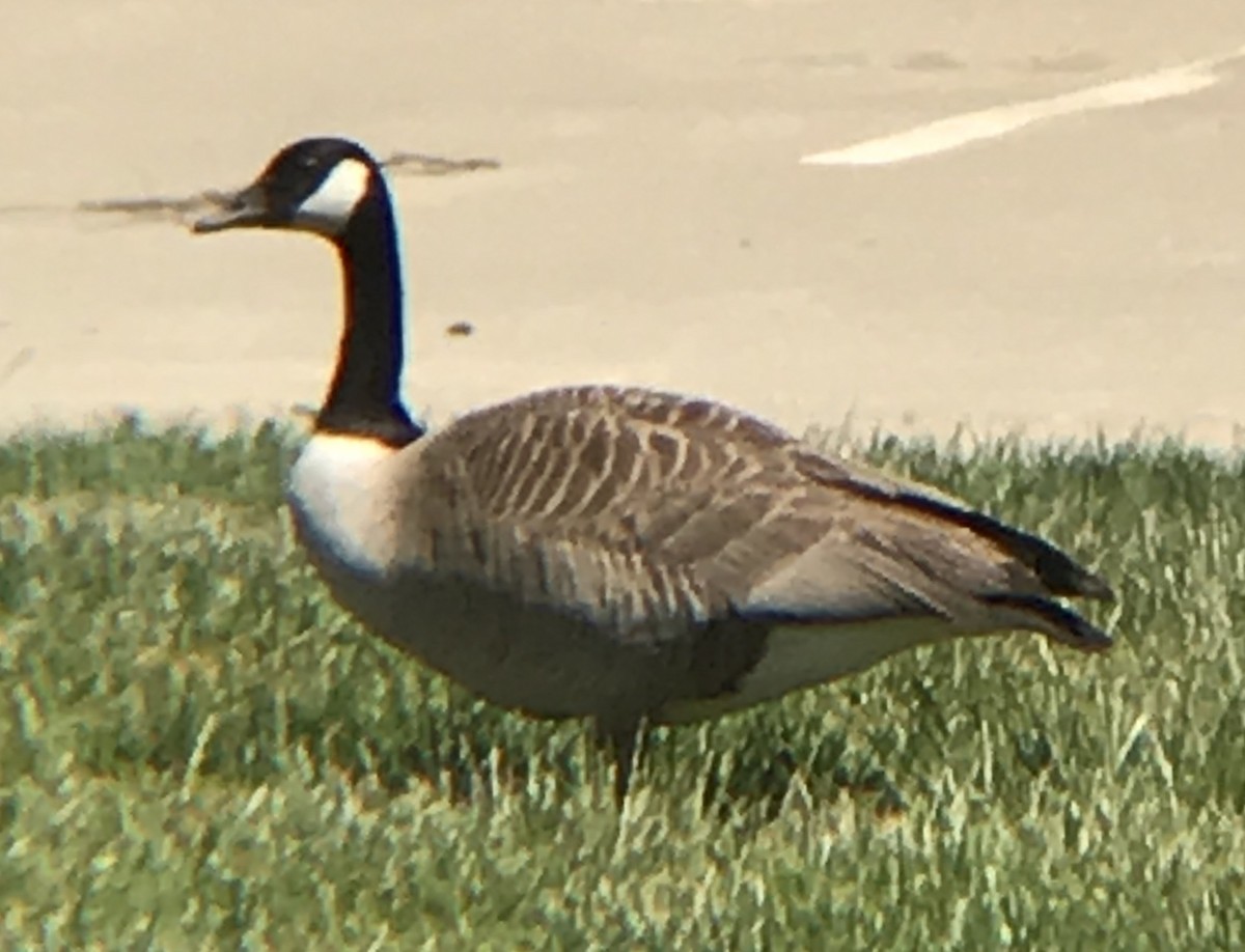 Canada Goose - ML232442281