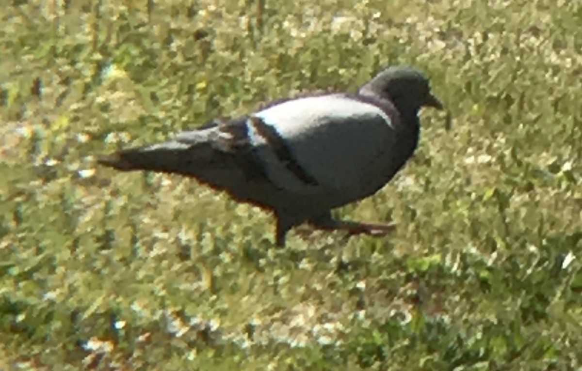 Rock Pigeon (Feral Pigeon) - ML232442561