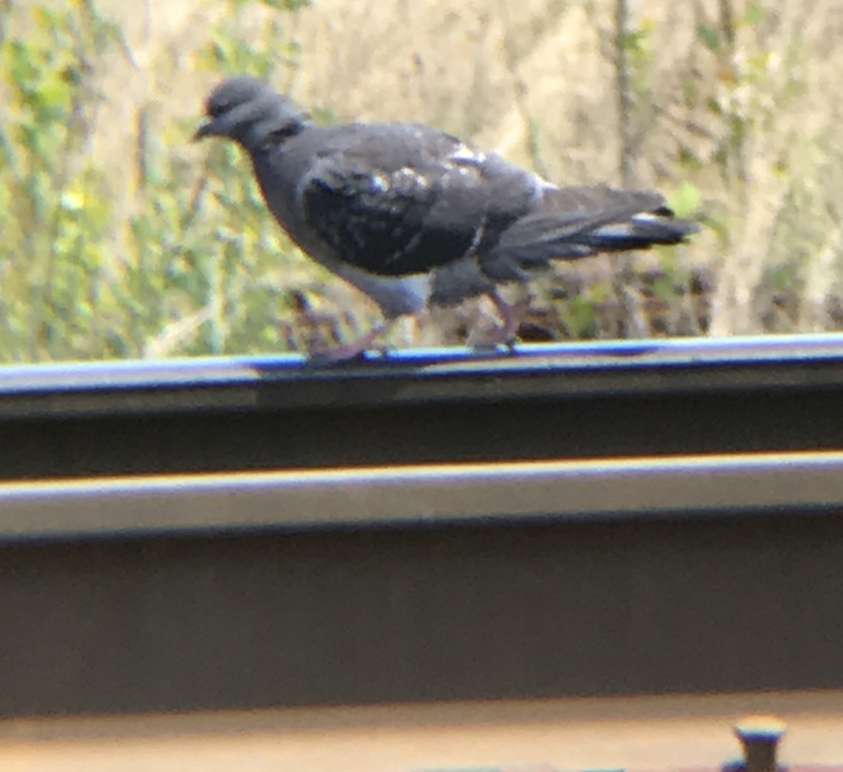 Rock Pigeon (Feral Pigeon) - ML232442571