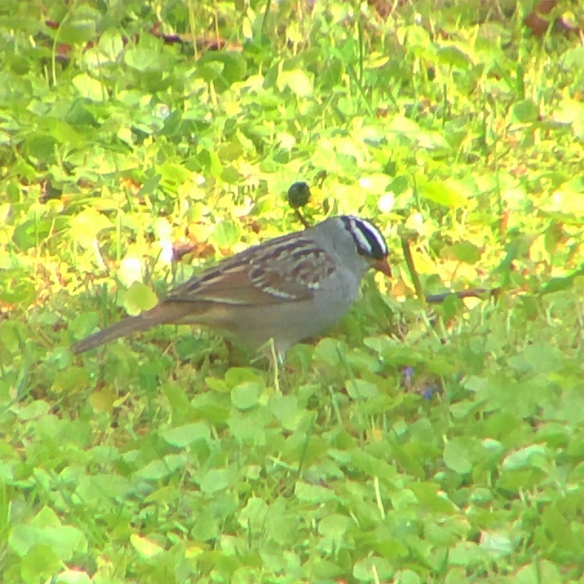 White-crowned Sparrow - ML232442741