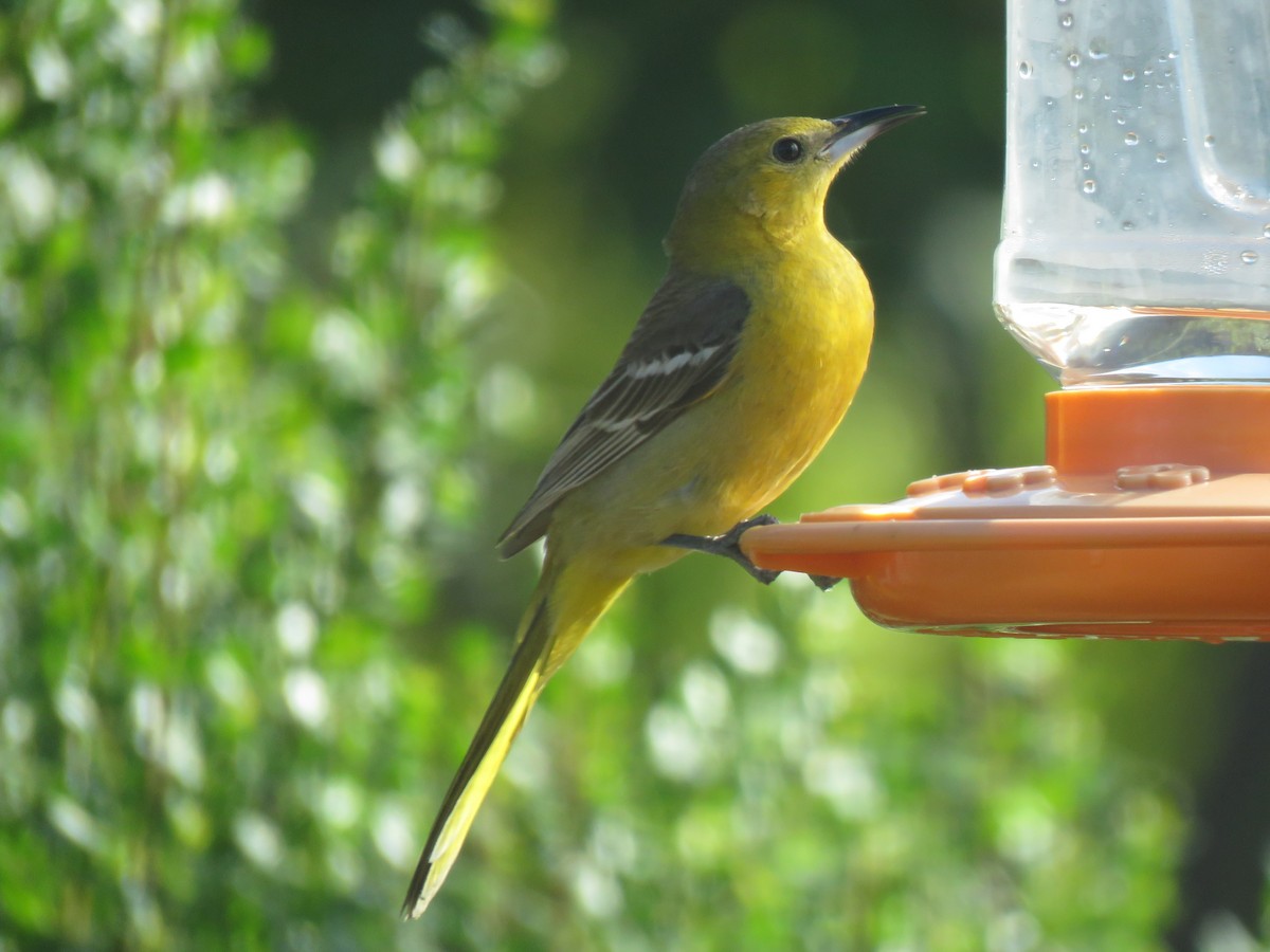 Hooded Oriole - ML232443331