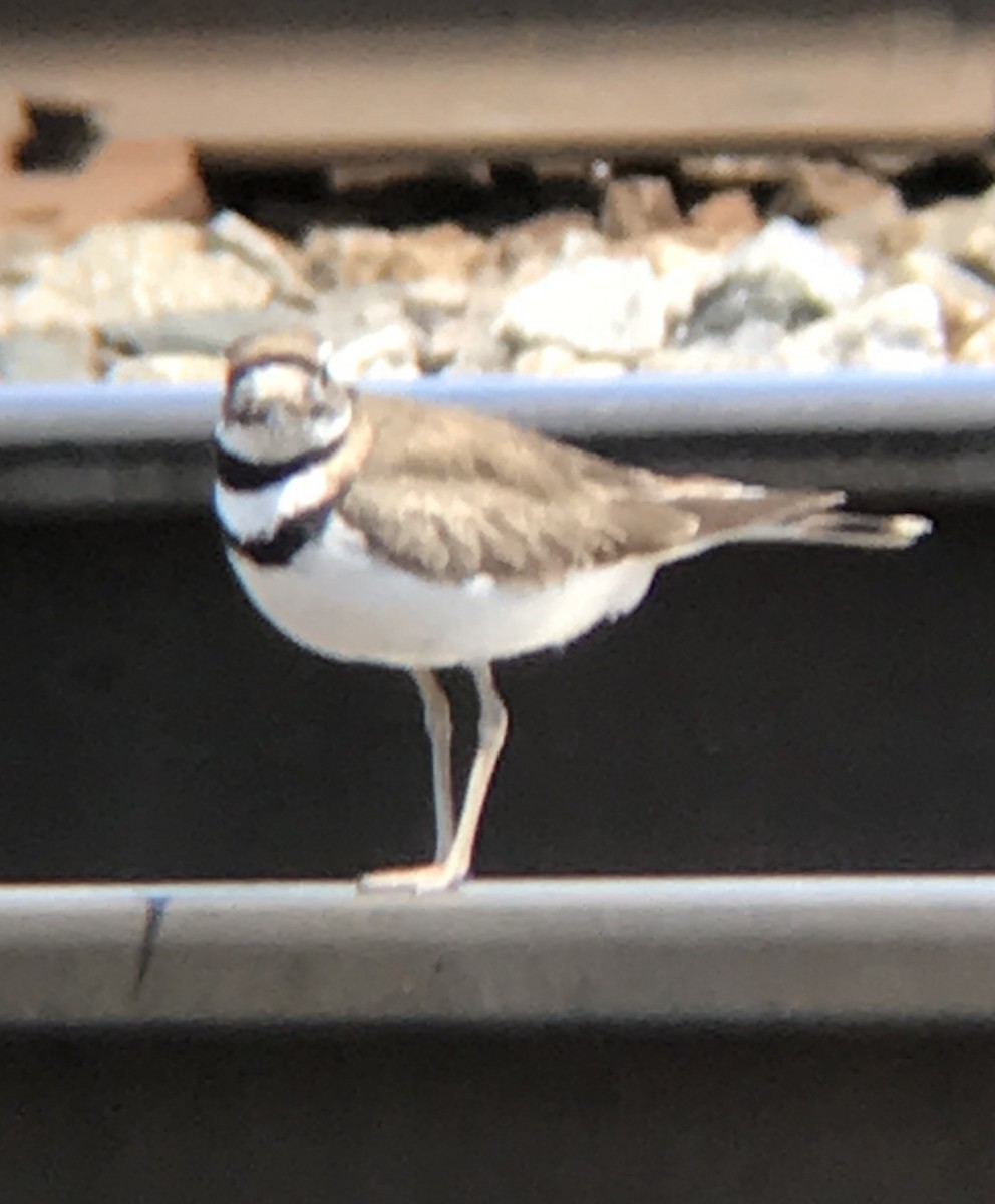 Killdeer - ML232443521