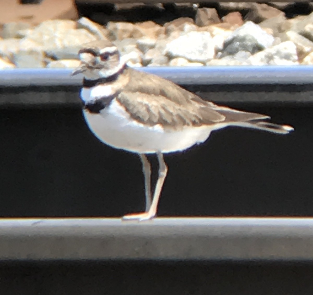 Killdeer - ML232443641