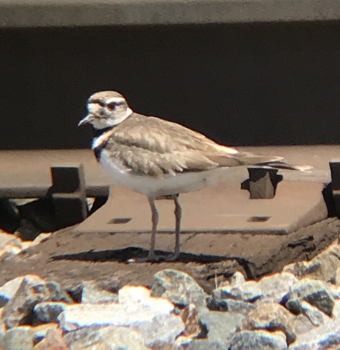 Killdeer - ML232443681