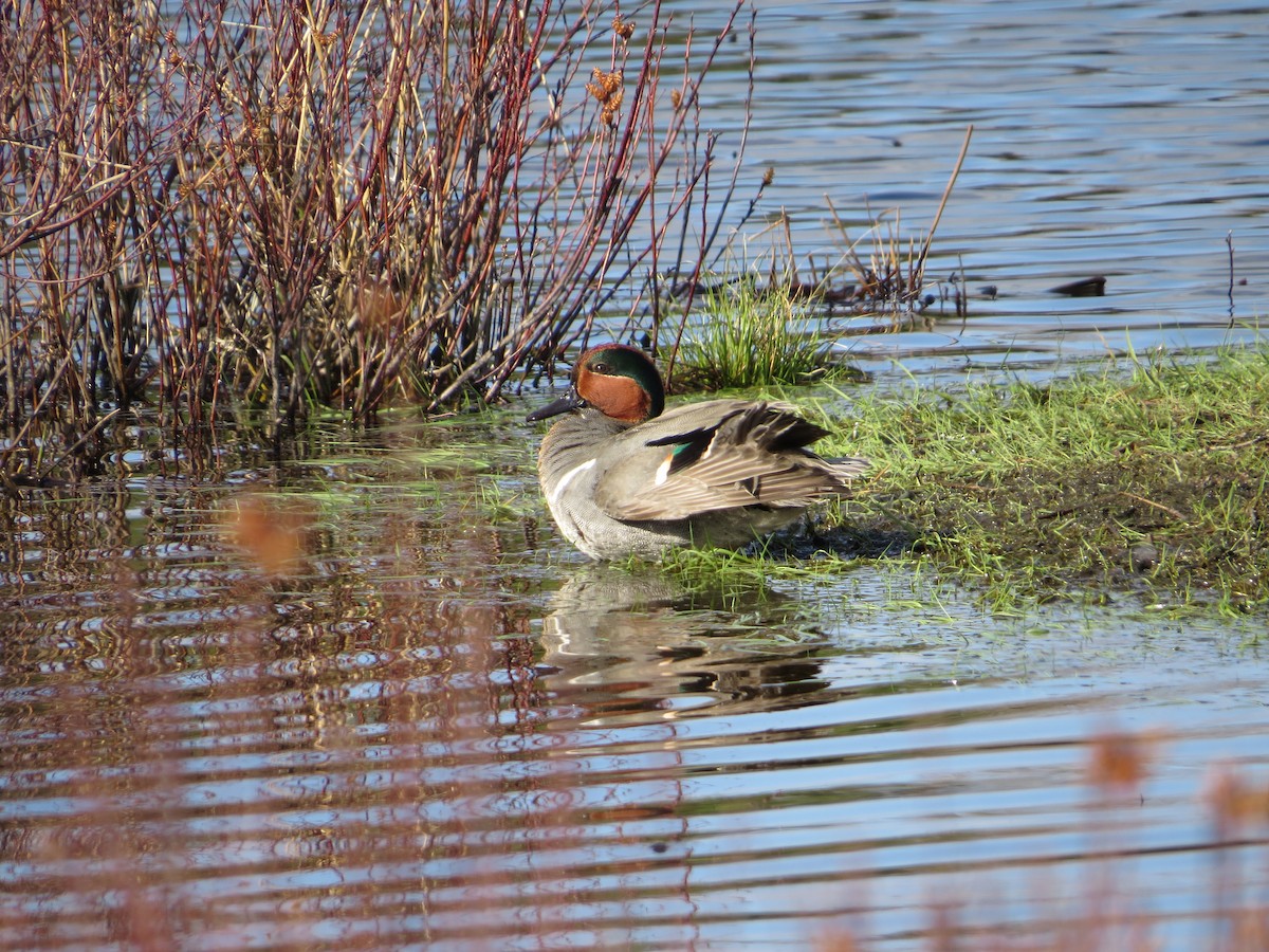 Green-winged Teal - ML232445131