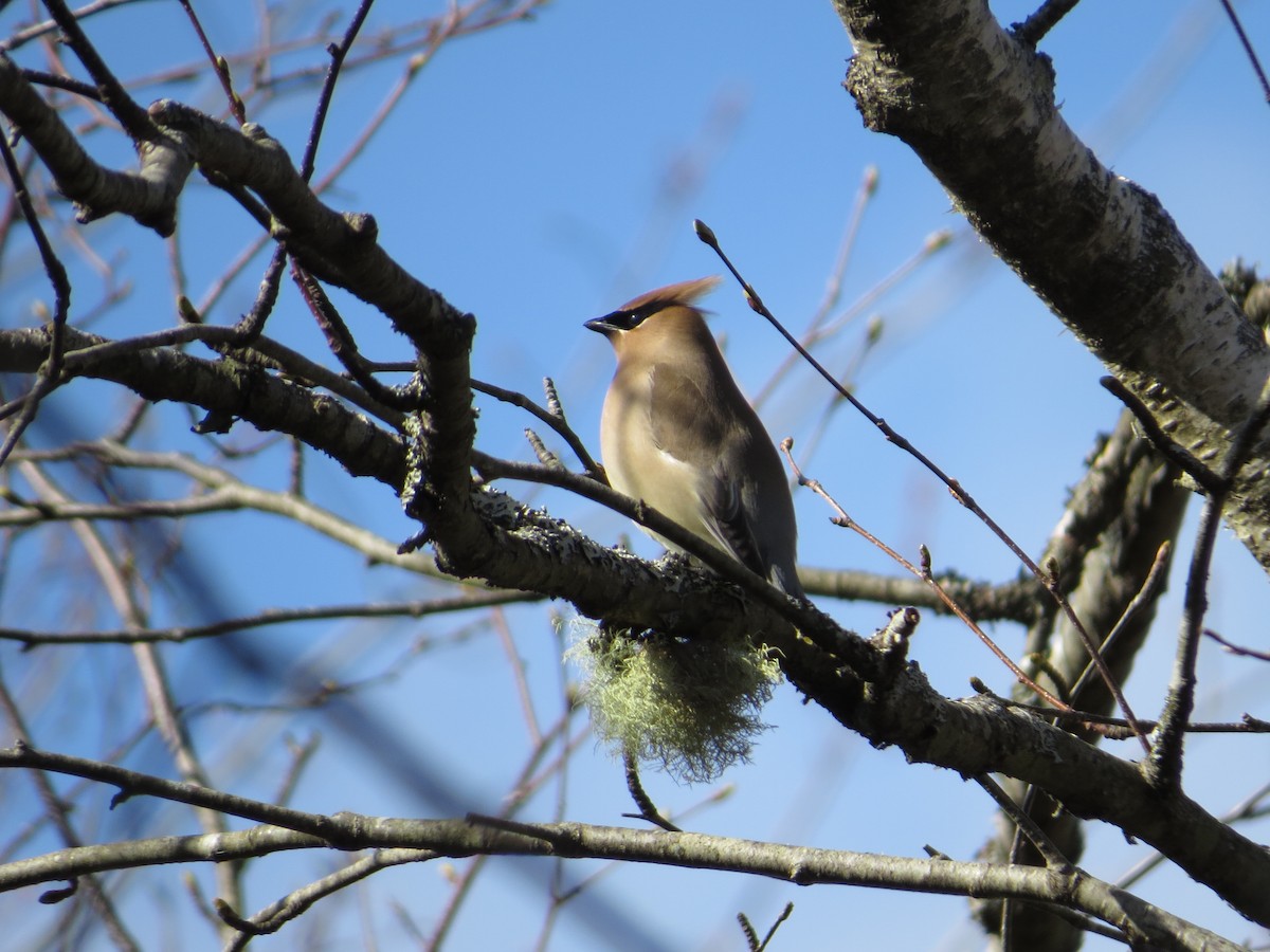 Cedar Waxwing - ML232445741