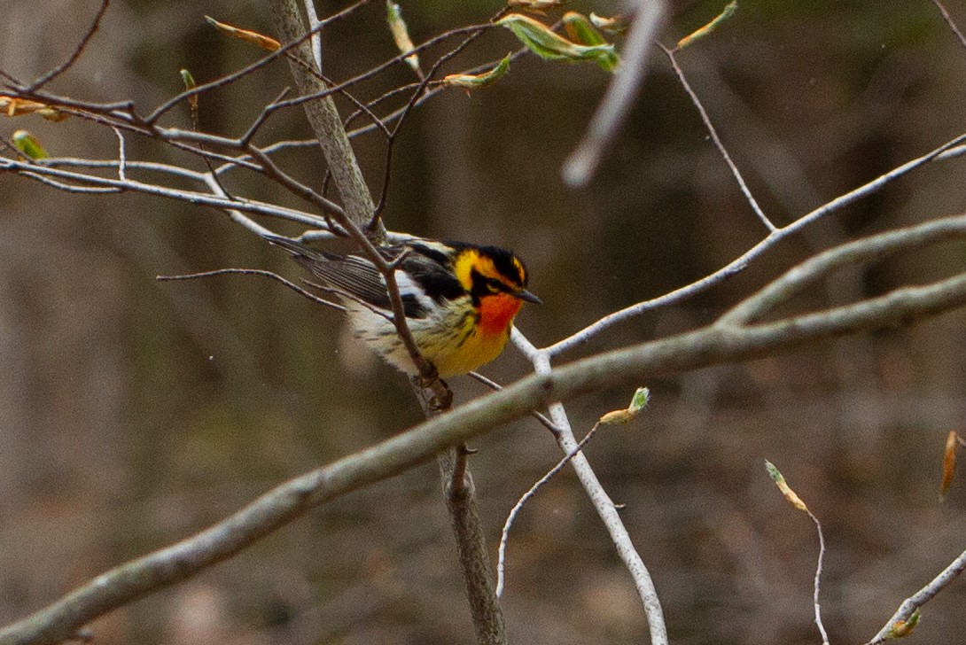 Blackburnian Warbler - ML232446131