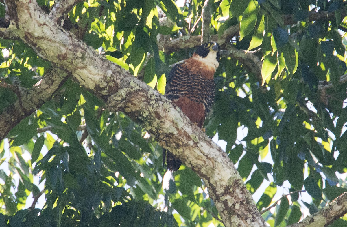 Orange-breasted Falcon - ML232446211