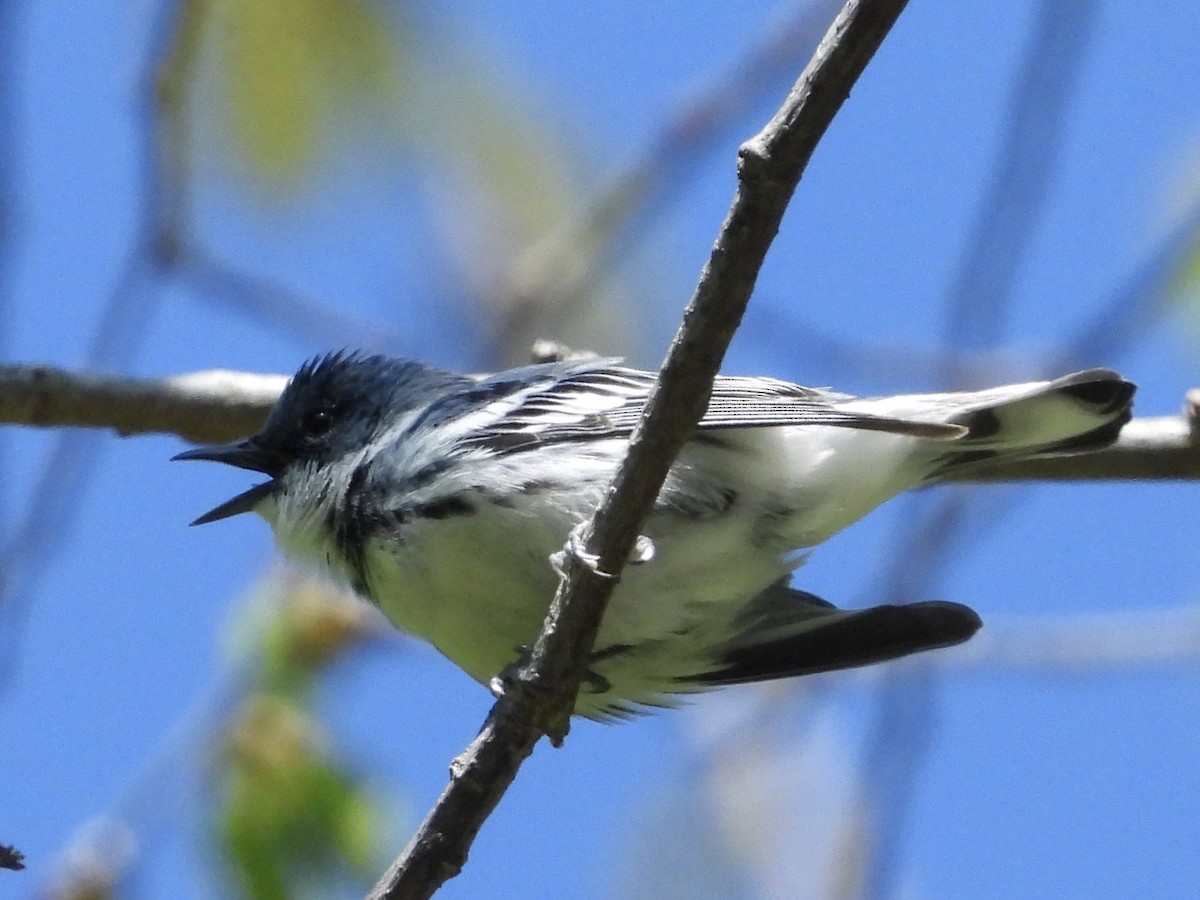 Cerulean Warbler - ML232446401