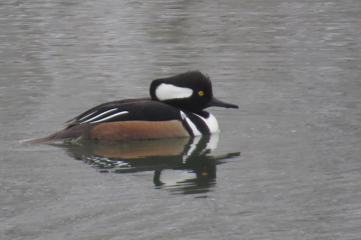 Hooded Merganser - Bryant Olsen