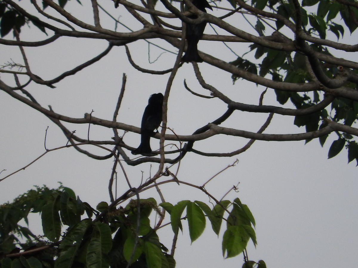 Hair-crested Drongo (Obi) - ML23244691