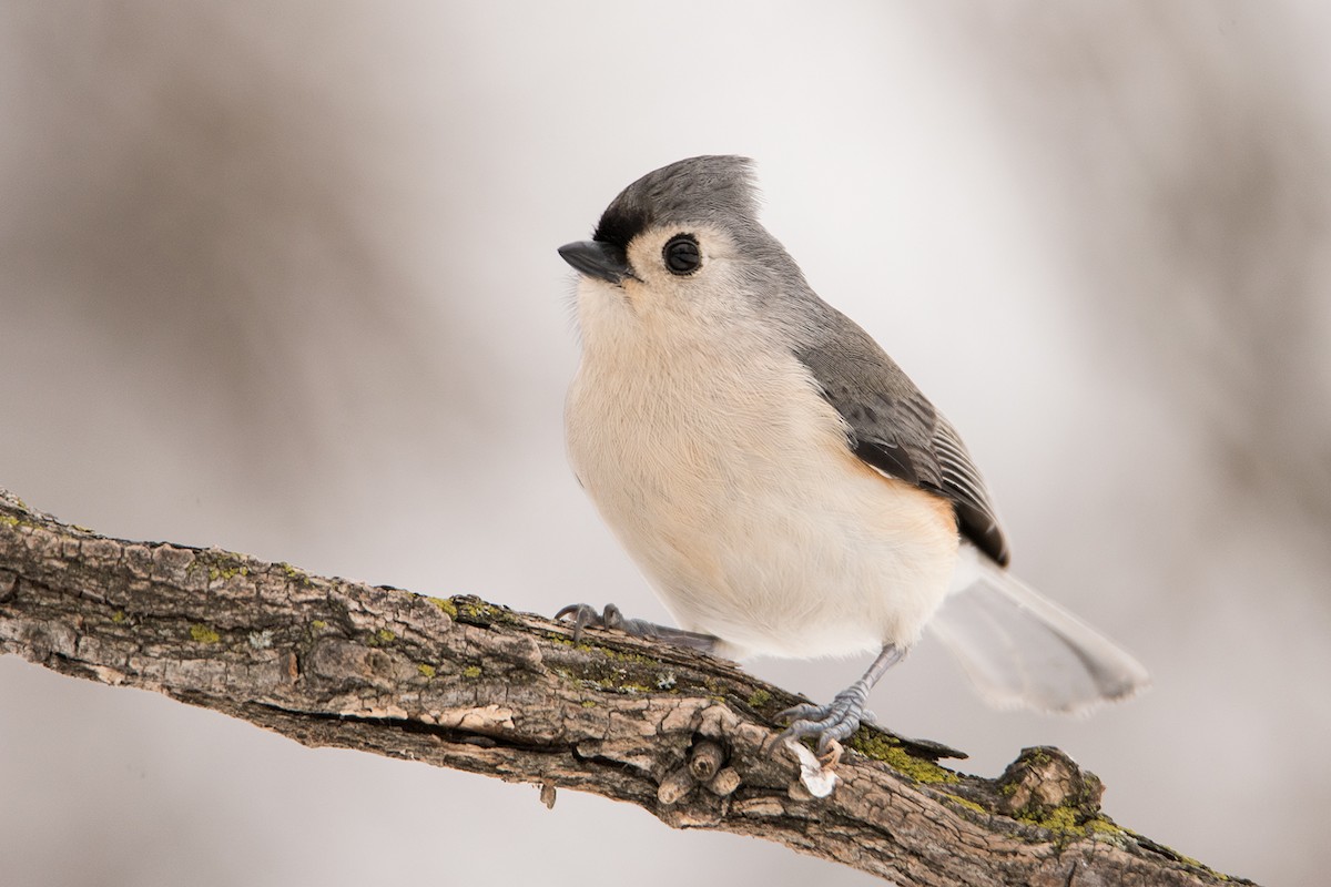 Tufted Titmouse - Sue Barth