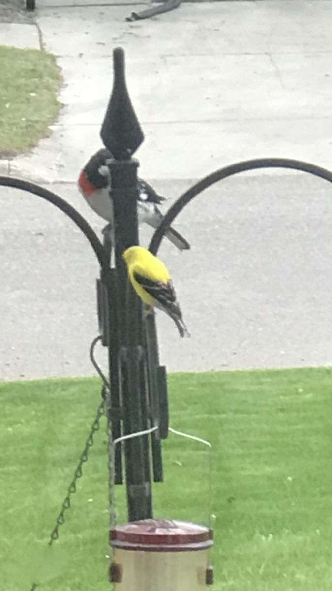 Rose-breasted Grosbeak - Brad Nelson II