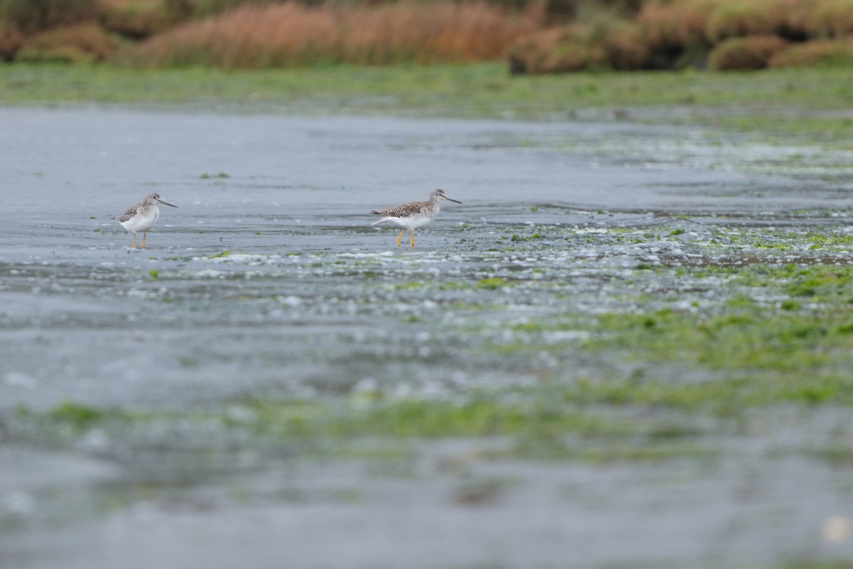 Greater Yellowlegs - ML232448131