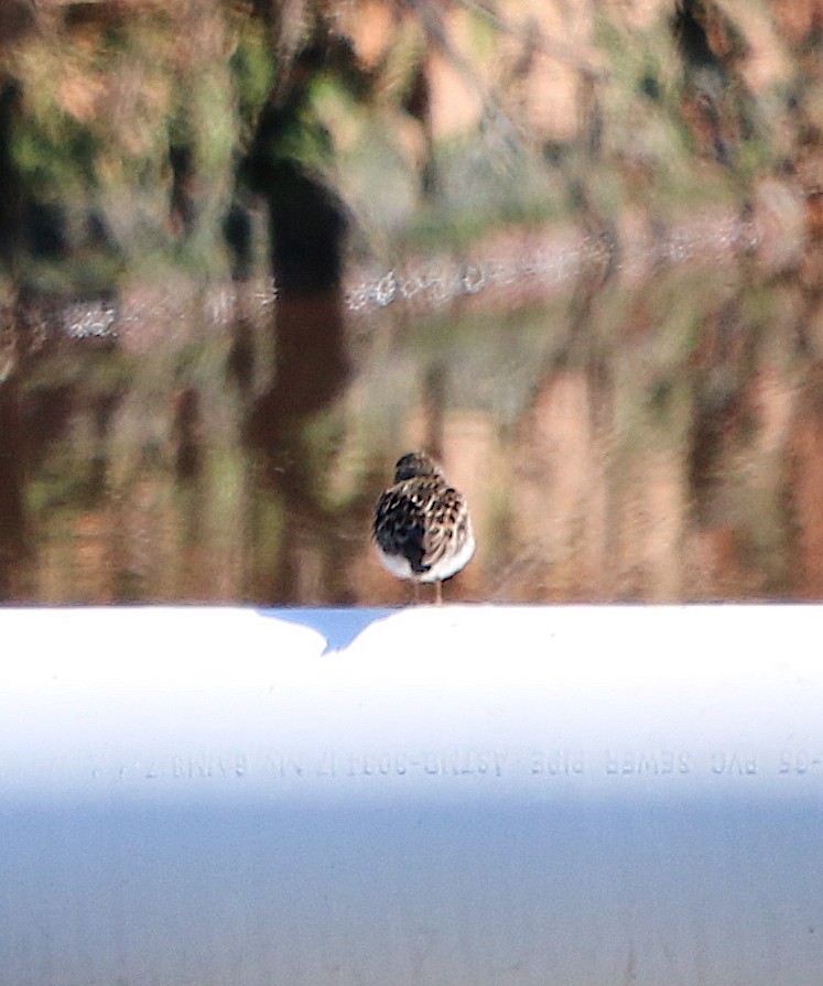 Least Sandpiper - ML232449191