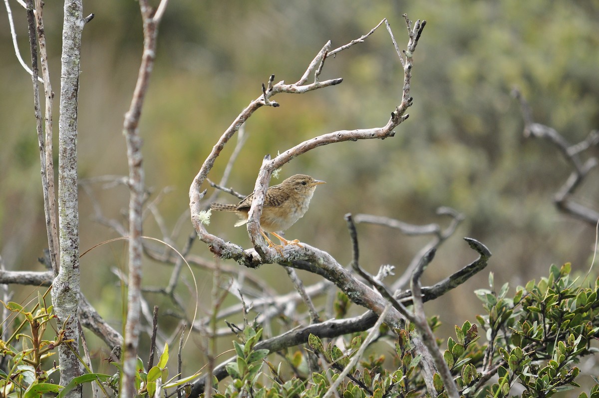 Grass Wren - Sebastián Pérez-Peña