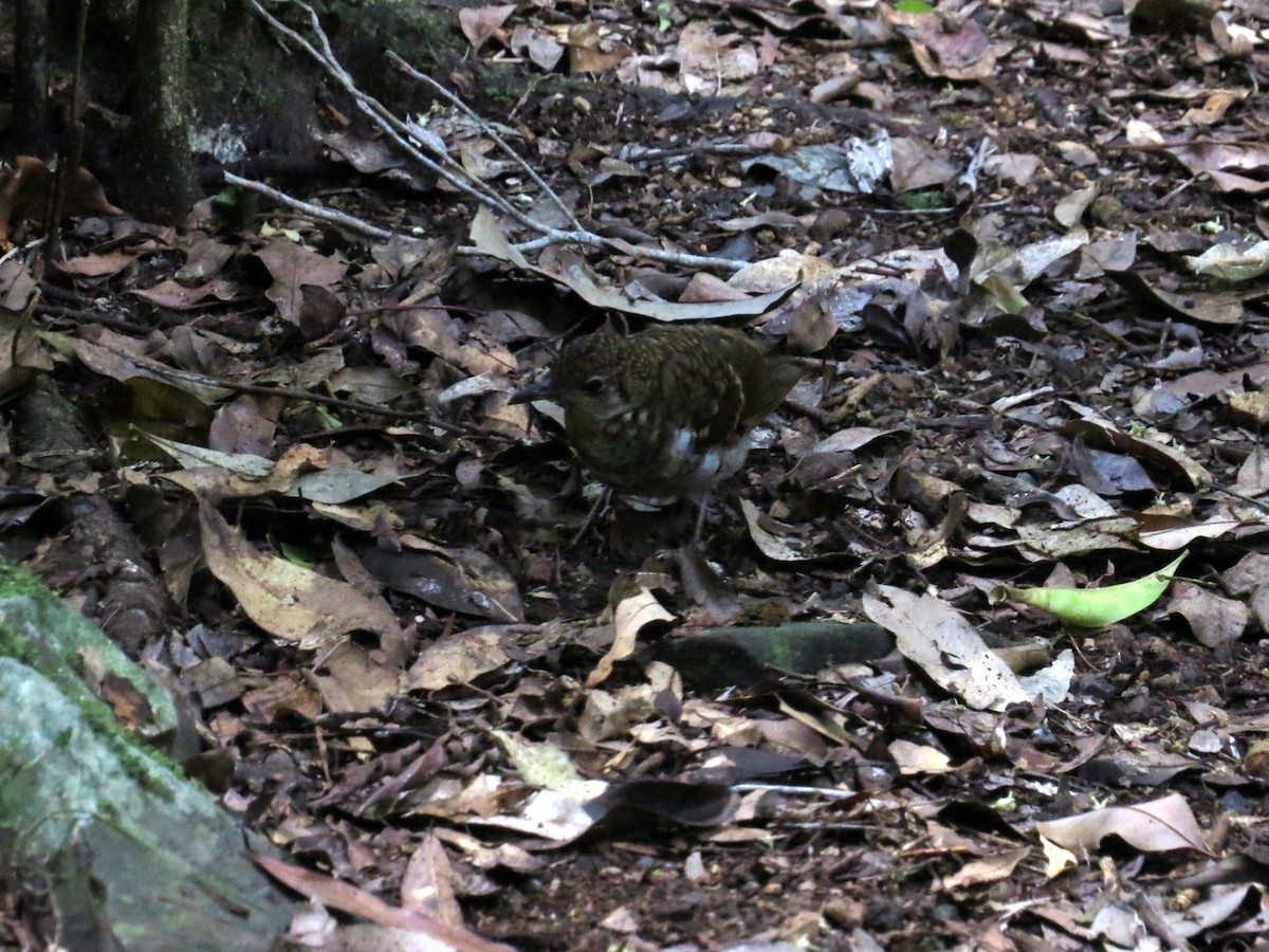 Russet-tailed Thrush - ML23245021