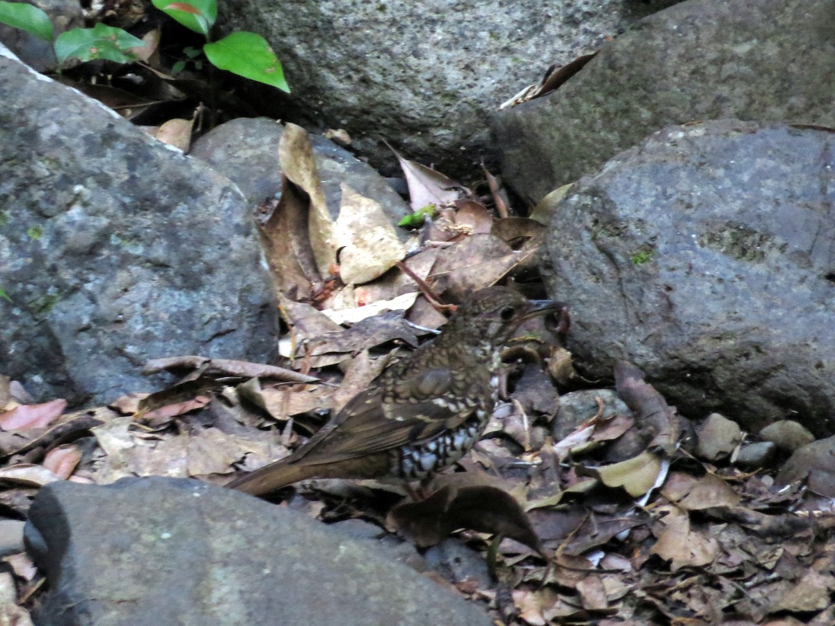 Russet-tailed Thrush - ML23245061