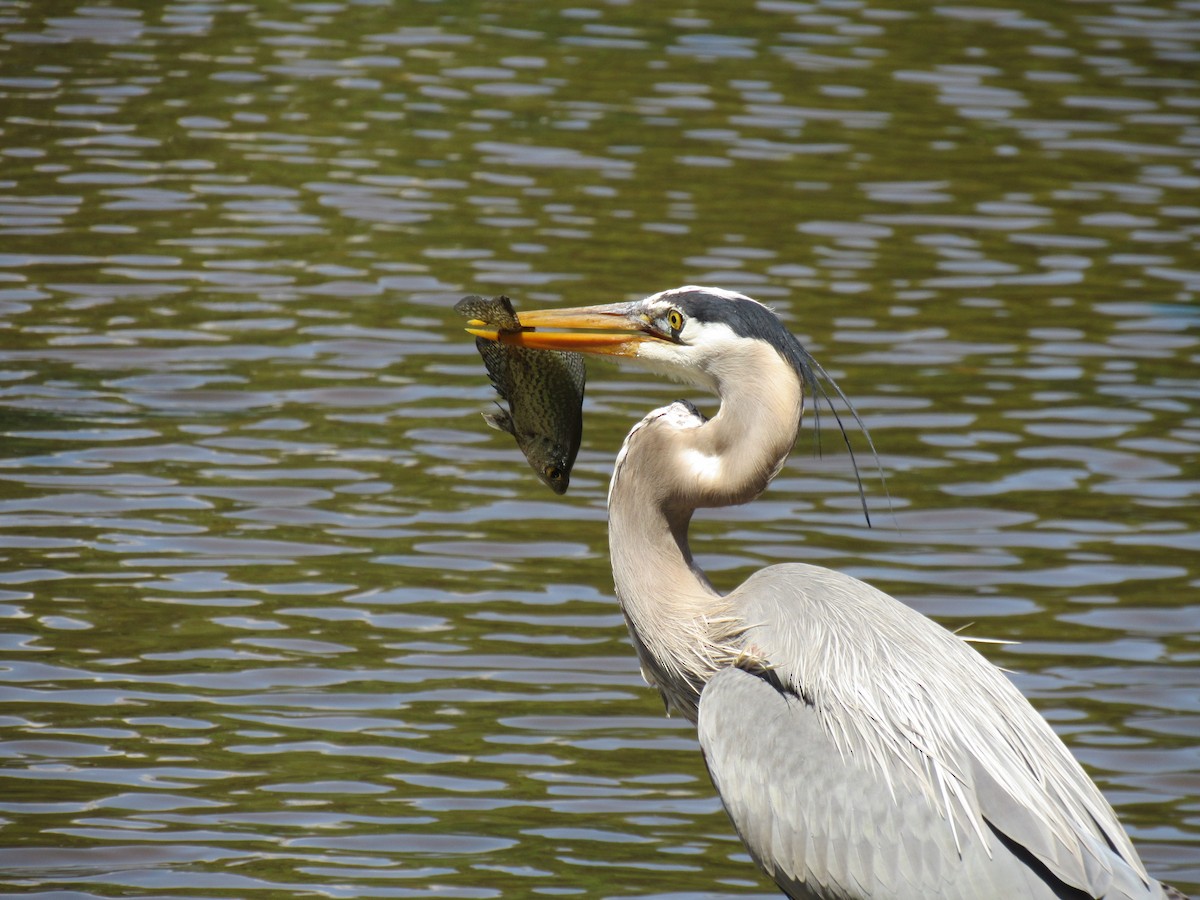 Great Blue Heron - ML232450731